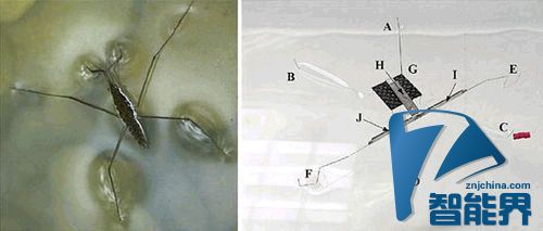 水上漂并非傳說(shuō)，這個(gè)機(jī)器人就做到了